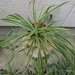 観葉植物　オリズルラン-Aの画像