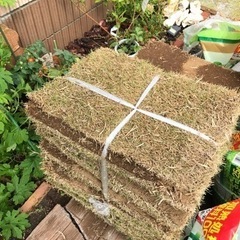 天然芝　芝生　高麗芝　5束あります　目土も有り