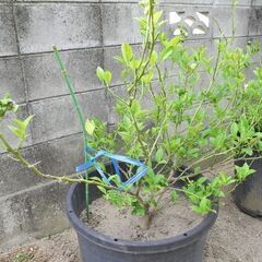 観音寺 LEMON レモンの木 檸檬 その１