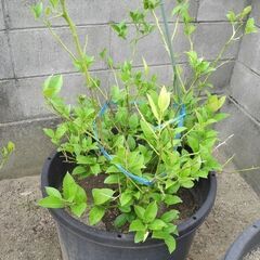 観音寺 レモンの木 LEMON 檸檬 その２