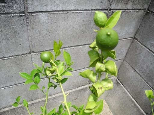 観音寺 レモンの木 LEMON 檸檬 その２