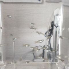 募集一時中止　熱帯魚　外国産グッピーの里親募集