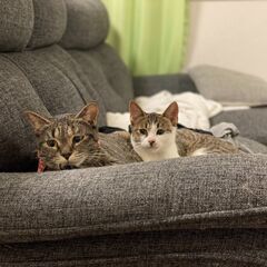 3、4ヶ月程の子猫、キジ白猫を発見し保護しました、里親様を募集し...