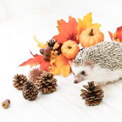 🍂🍂～12月20日まで🍂🍂　　未経験の方も安心😊✨　軽作業スタッ...