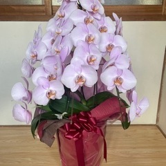 胡蝶蘭　生花　３本立ち　④
