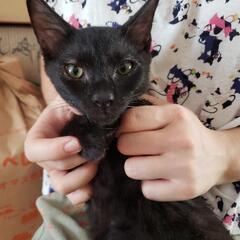 お家決定ありがとうございます黒猫クーちゃん　ユニークボーイ 細面...