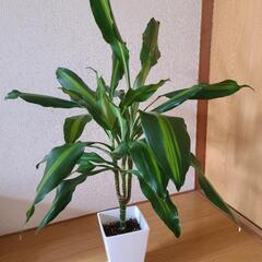 観葉植物　ドラセナの画像