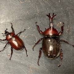 赤系カブトムシ  4匹  カゴ&マット付き500円