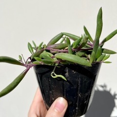 多肉植物　ルビーネックレス