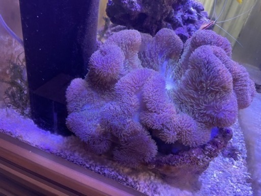 ハタゴイソギンチャク 30センチほど\u0026クマノミセット