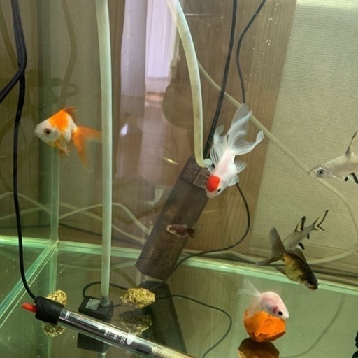 金魚とか熱帯魚とか備品とかパーツ等?☀️
