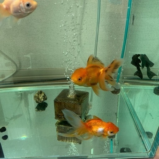 金魚とか熱帯魚とか備品とかパーツ等?☀️