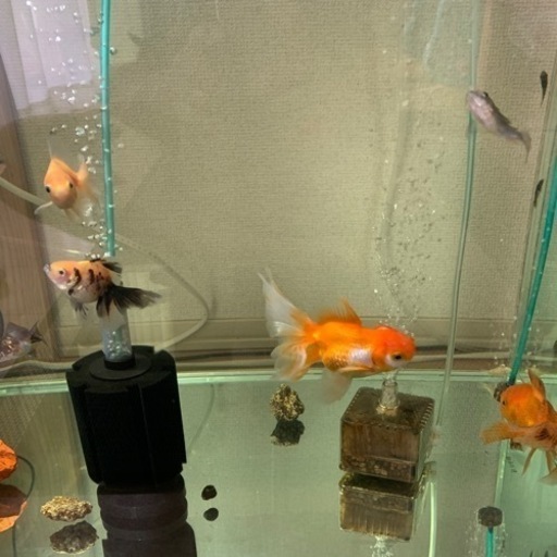 金魚とか熱帯魚とか備品とかパーツ等?☀️