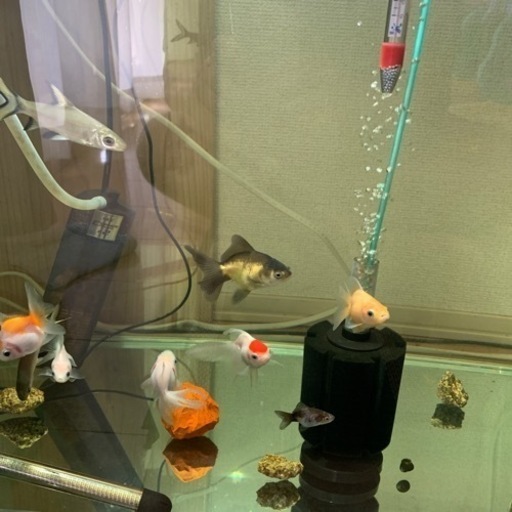 金魚とか熱帯魚とか備品とかパーツ等?☀️
