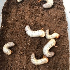 カブトムシ幼虫7匹