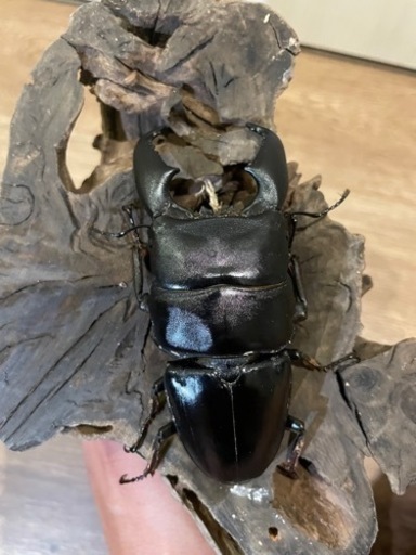 スマトラオオヒラタ（大型血統）♂♀ペア