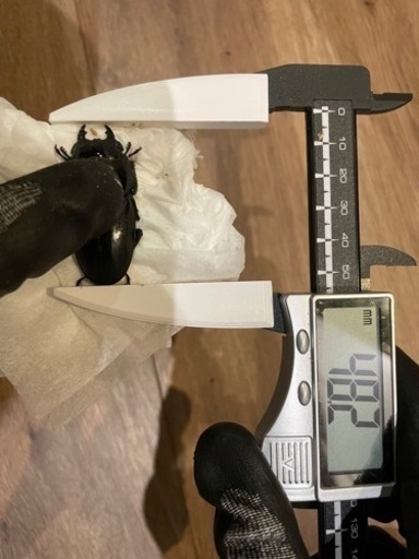 スマトラオオヒラタ（大型血統）♂♀ペア