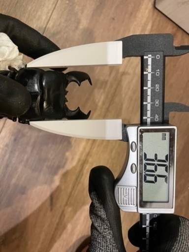 スマトラオオヒラタ（大型血統）♂♀ペア