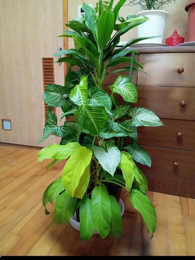 寄せ植えL８