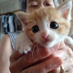 子猫が捨てられていました