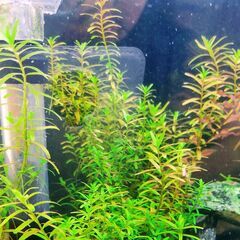 水草　ロタラインディカ　水中葉、無農薬の画像