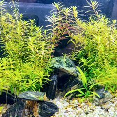 水草　ロタラインディカ　水中葉、無農薬の画像