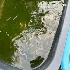 めだか　ユリシス1匹500円の画像