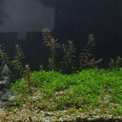 水草　ロタラインディカ　水中葉、無農薬の画像