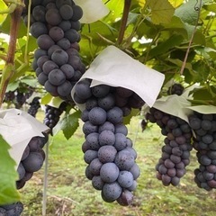 スチューベン家庭用2箱(4キロ)日本酒のアテに♡引き取り限定価格の画像