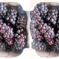 スチューベン家庭用2箱(4キロ)日本酒のアテに♡引き取り限定価格の画像