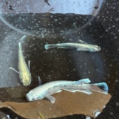 めだか　マリアージュキッシングフィンエメラルドフィンタイプの画像