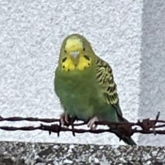 長野市の迷子インコ？