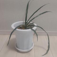 観葉植物のパイナップル①