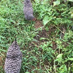 くず米・古古米・破砕米等（鳥餌用の穀物）を譲って下さい - 鳥取市