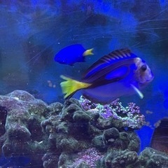 シリキリスズメダイ2匹、ナンヨウハギ1匹　無料