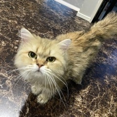 ペルシャ　埼玉県の方に譲渡決まりました