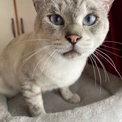 トライアル開始しました^ ^ブルーの目の甘えん坊の男の子