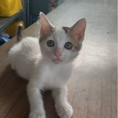 里親決まりました！　三毛猫　オス　2ヶ月 - 猫