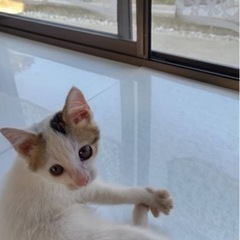 里親決まりました！　三毛猫　オス　2ヶ月 - 館林市