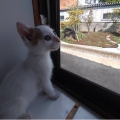 里親決まりました！　三毛猫　オス　2ヶ月 − 群馬県