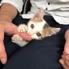 里親決まりました！　三毛猫　オス　2ヶ月 - 里親募集