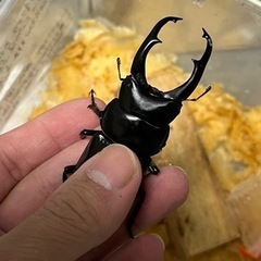 ネパレンシス、ネパールコクワガタ幼虫五匹