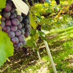 スチューベン 贈答品 1箱(2キロ)日本酒のアテに💕引き取り限定価格の画像