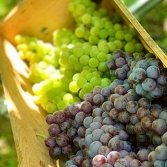 スチューベン贈答品6箱(12キロ)‼️引き取り限定価格