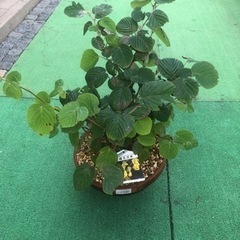 土佐ミズキ　黄色　花　ハートっぽい葉