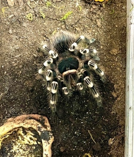 サンタレムピンクヘアード 雌？ アダルトサイズ