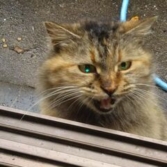 野良猫好きな人　