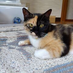 野良猫好きな人　 - 佐世保市
