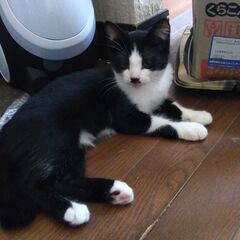 野良猫好きな人　 - 友達