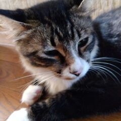 野良猫好きな人　 − 長崎県